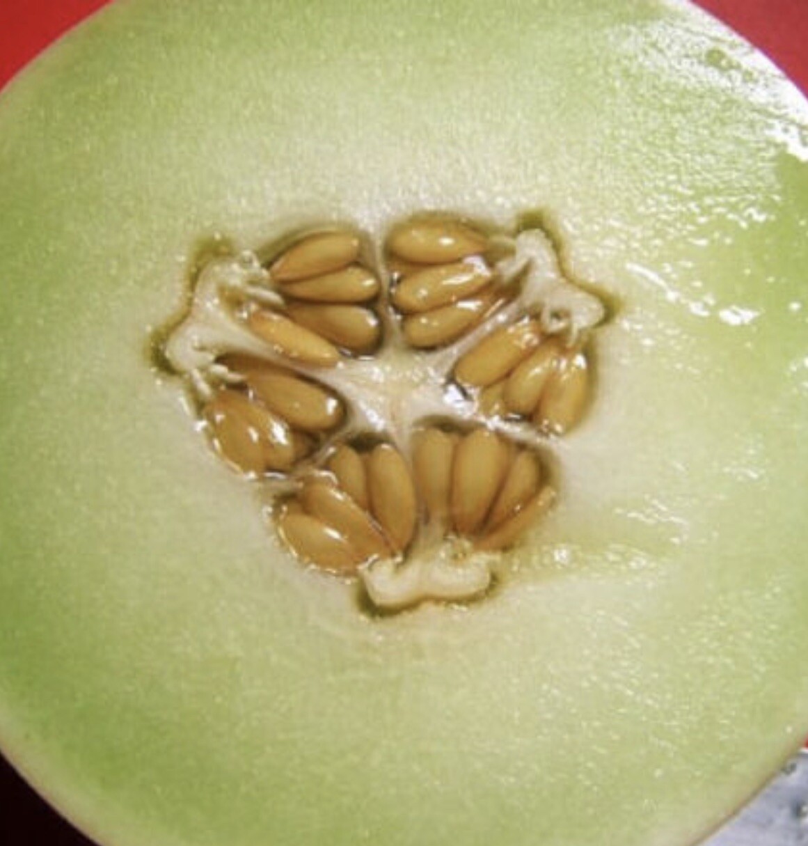 Honeydew Green Melon Seeds| (20) Fresh Garden Seeds| | NON-GMO |