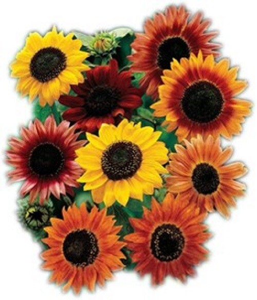 Sunflower Seed Mix for Planting | Non-GMO | Heirloom | Fresh Garden Seeds