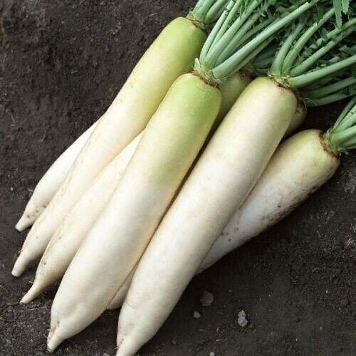 300++ Organic Daikon Radish Japanese Minowase Chinese radish Củ cải trắng 2024