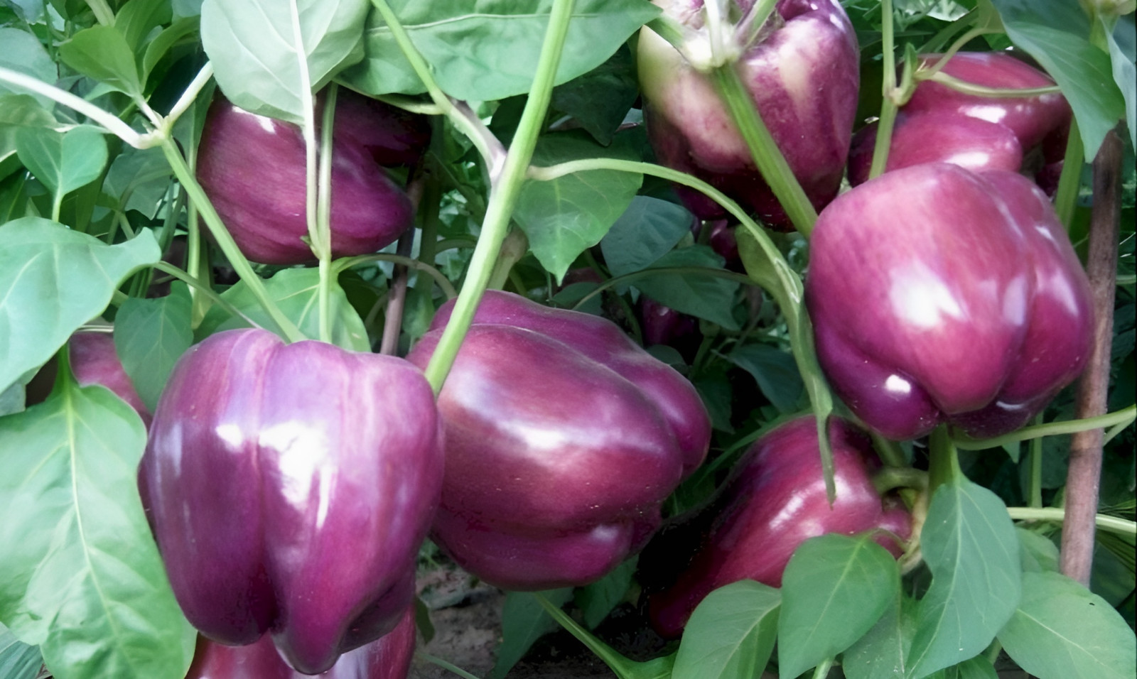 50 Heirloom Purple Beauty Bell Pepper Seeds – Home Garden Favorite Sweet No Heat