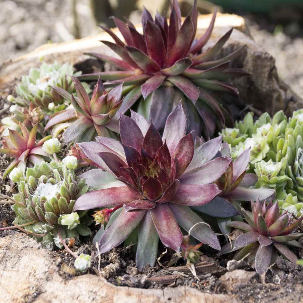 500 Seeds Sempervivum Drought Tolerant Hens And Chicks Ground Cover Plant Seeds