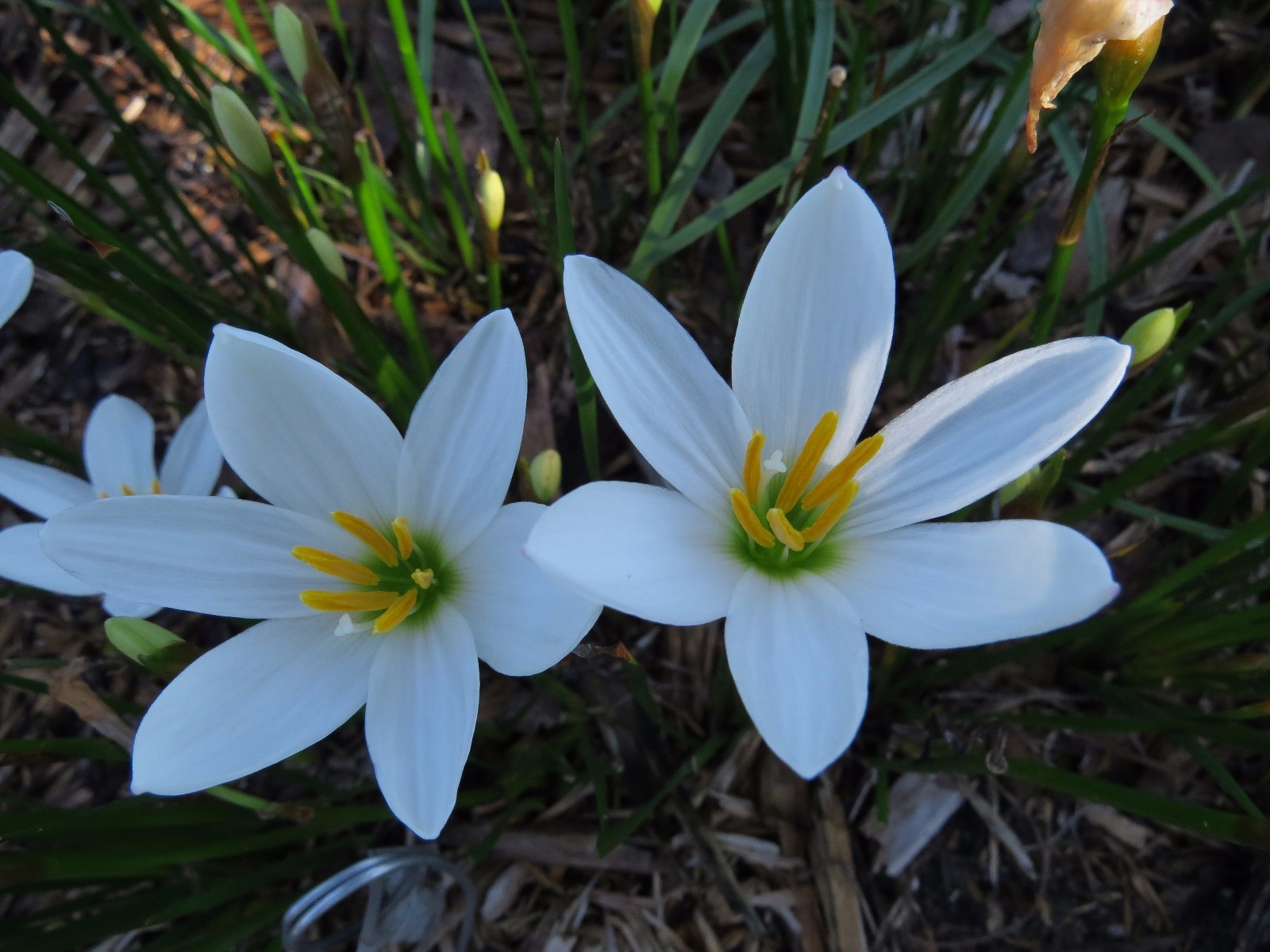 Rain Lily, Zephyranthes Candida Major wide cup-shape petals, 2 bulbs, habranthus