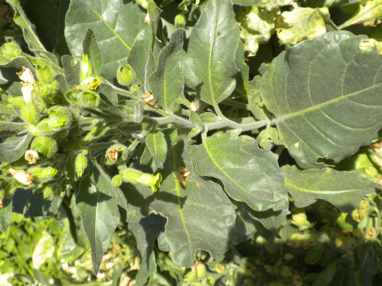 100 Sacred Aztec rustica organic tobacco seed nicotiana heirloom NightShade Farm