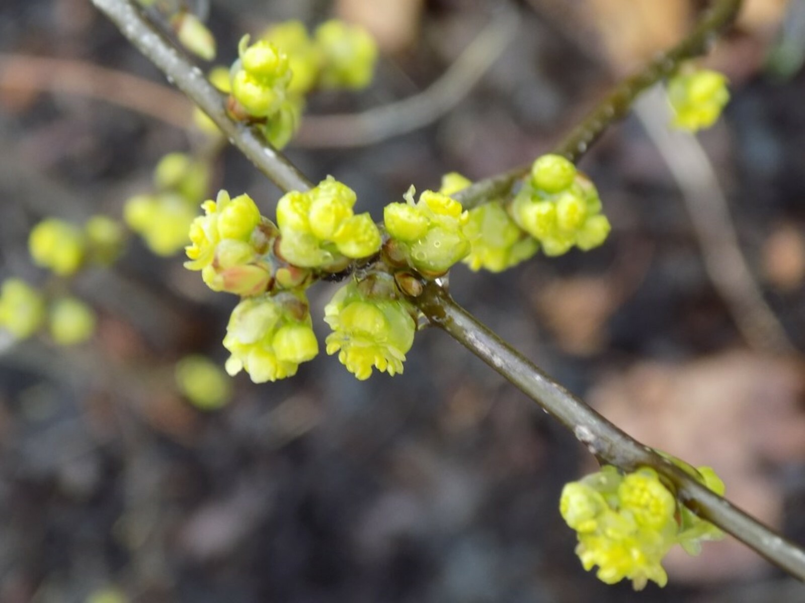 2 yo 12-18″ tall Northern Spicebush plant (Lindera Benzoin) bare root