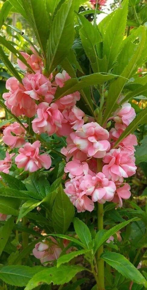 Garden Balsam Flower Mix Seeds -Camelia Balsam Touch Me Not 1.5g (100+ seeds)