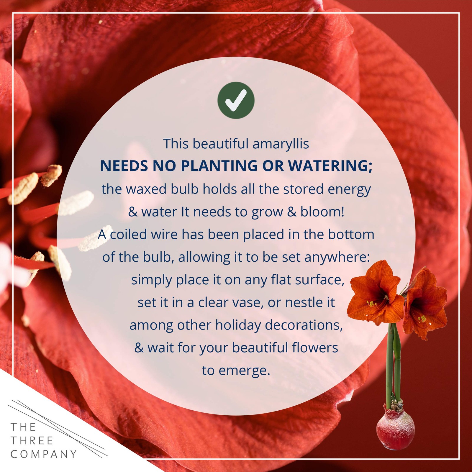 Live Waxed Amaryllis Bulbs 2-Pack – Red Blooms, No Watering Needed, Holiday Gift
