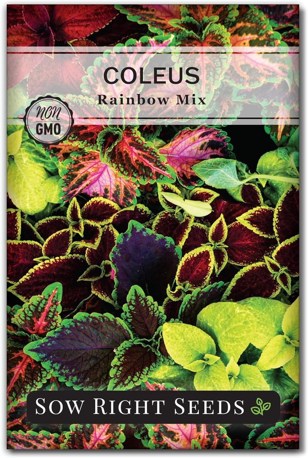 Sow Right Seeds – Rainbow Mix Coleus Seeds for Planting