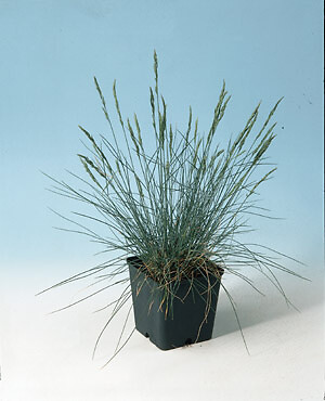 Festuca glauca Blue Fescue 500 seeds