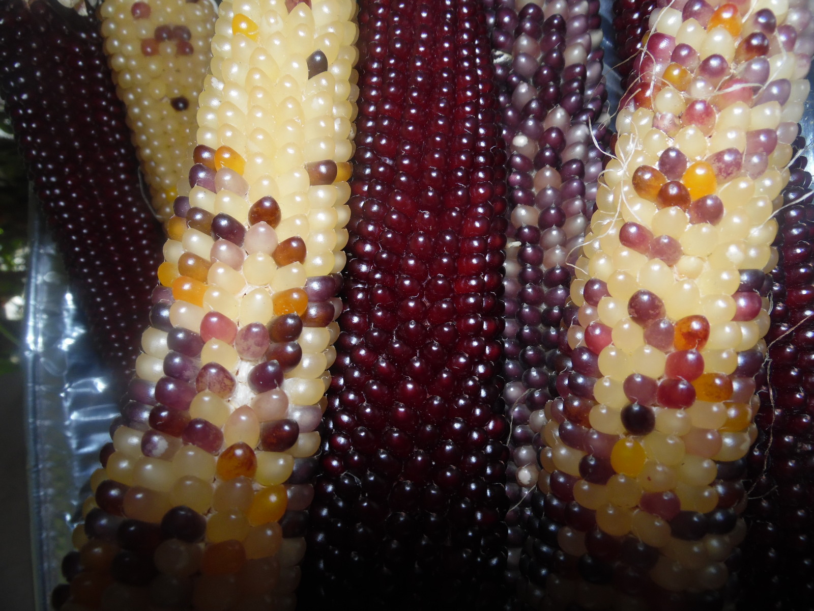 Rainbow Popcorn – 50 Seeds Makes Great Tasting Popcorn KIDS LOVE IT! COMB. S/H