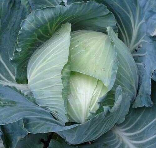 LATE FLAT DUTCH CABBAGE SEEDS 300+ GROW garden FAVORITES culinary FREE SHIPPING