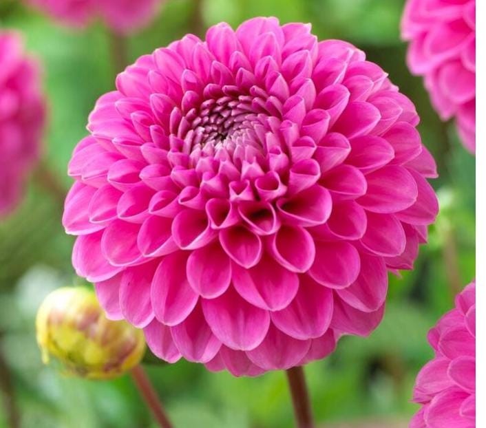 1 HAPPY HOUR Ball Dahlia – Large Tuber – US Seller