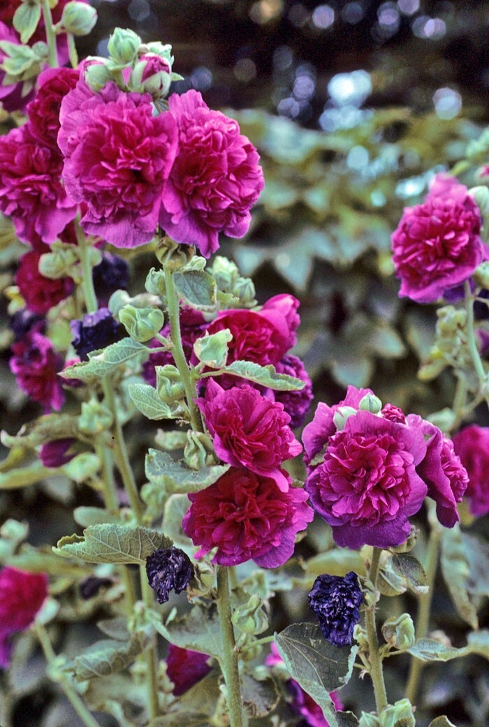 Alcea rosea | Chater’s Double Violet | 20 Seeds