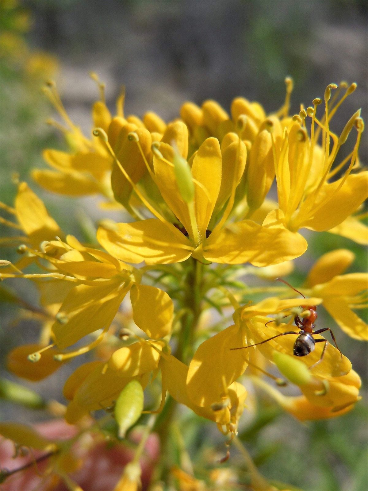 30 YELLOW BEEPLANT Cleome Lutea Golden Bee Plant Spiderflower Native Flower Seed