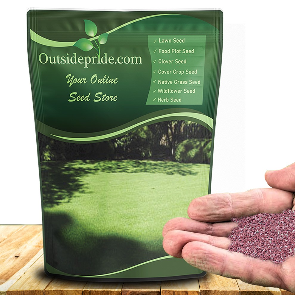 5 LB – OptiGrowth Coated Poa Supina Grass Seed – Supranova Poa Supina Shade