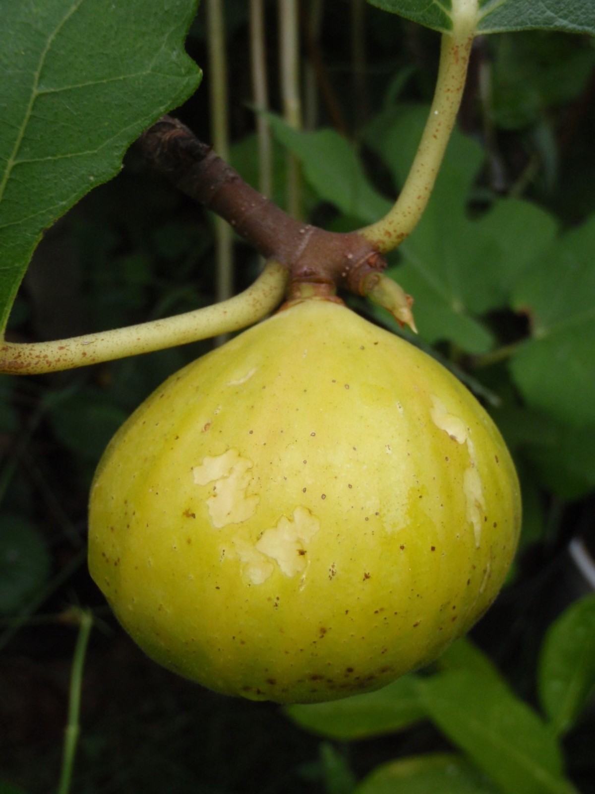 Fig Tree White Marseilles Plant well rooted starter plant 3-5 inches tall