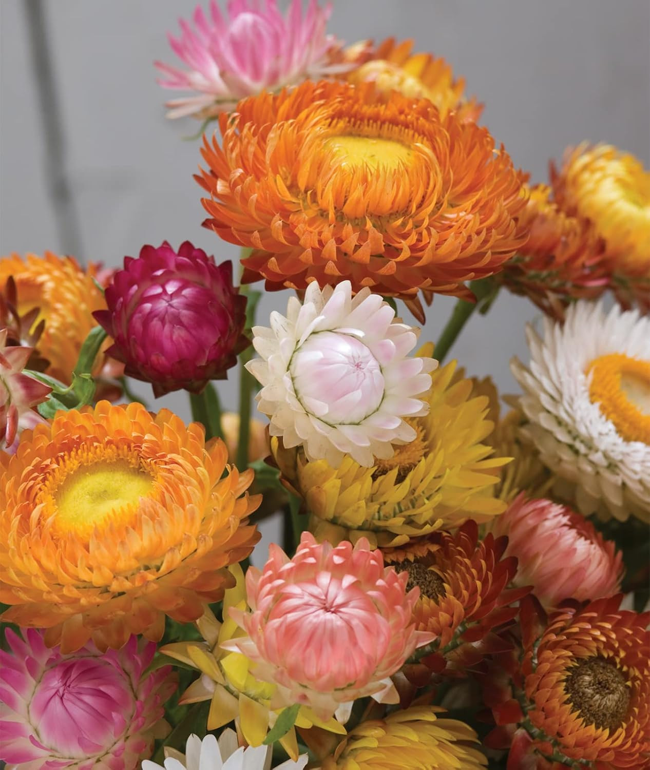 Tall Mixed Colors Strawflower Seeds 750 Seeds