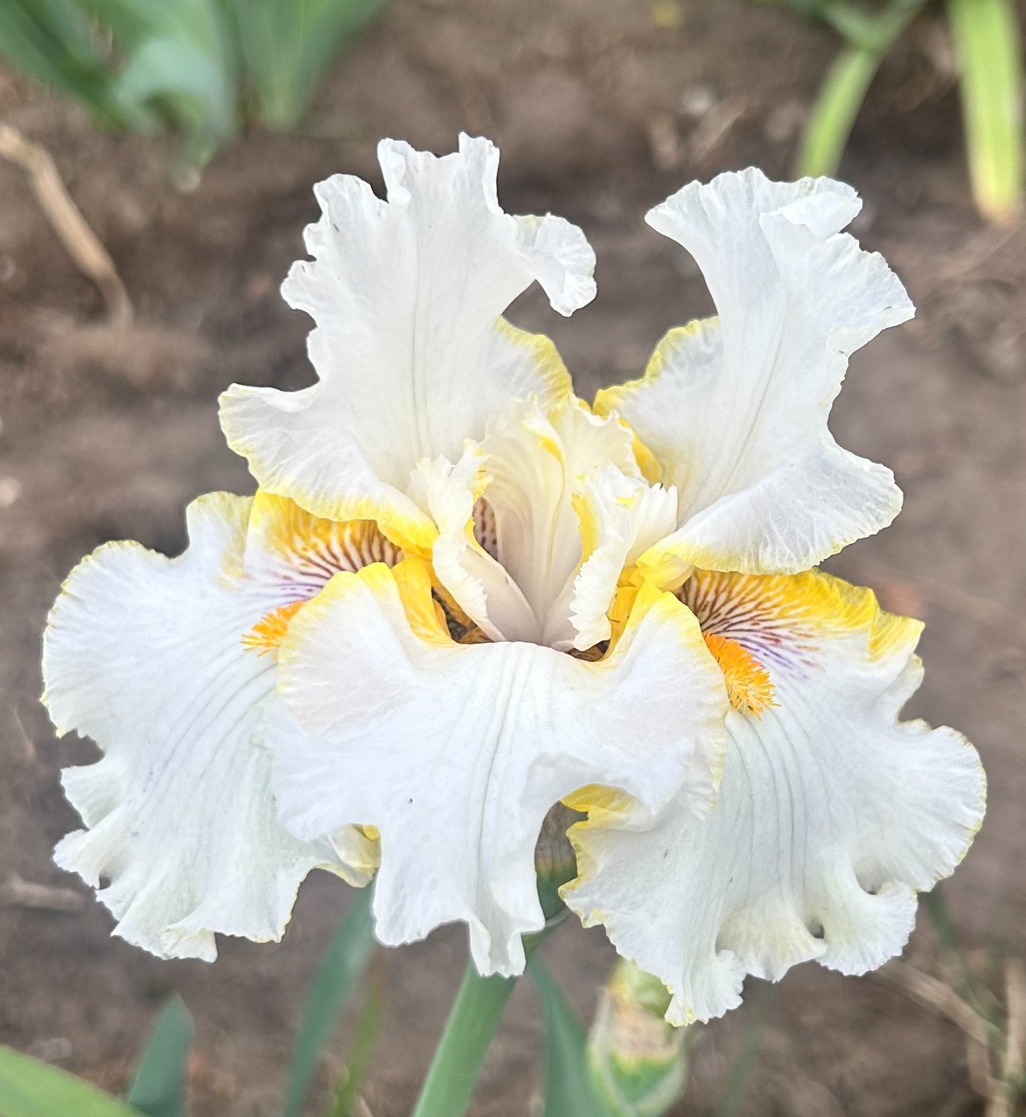 ‘Goldkist’ iris rhizome + gift, combined shipping $1 each additional