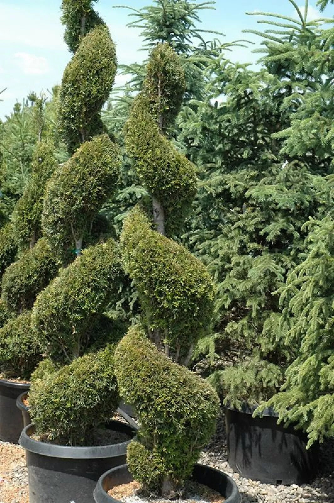 White Cedar {Thuja occidentalis} 50 SEEDS USA POST