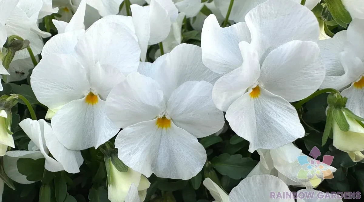 200+ Delta Pro Clear White Pansy (Viola) Seeds for Garden – USA – FREE SHIPPING!