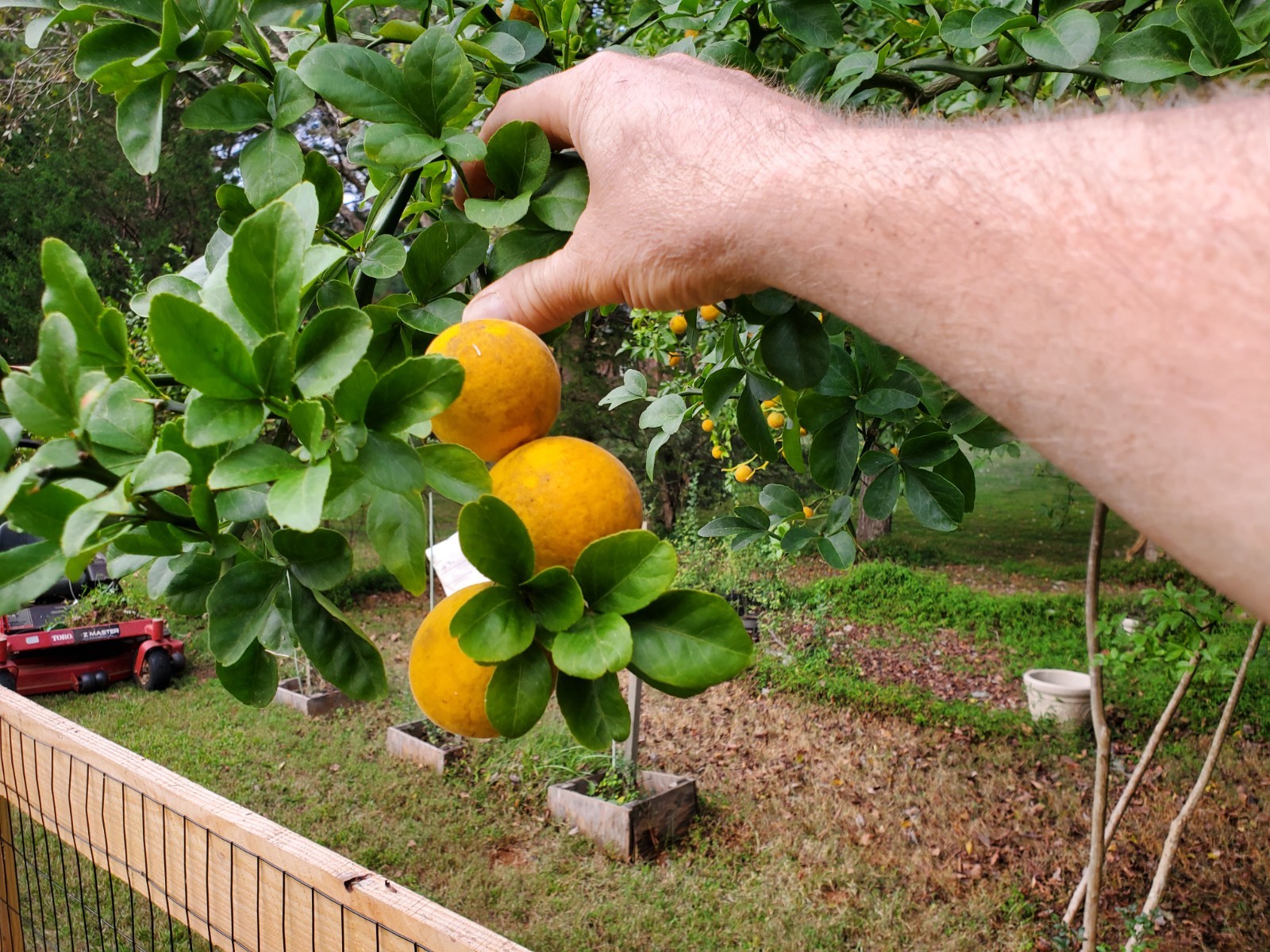 Hardy Orange 2025 Harvest Trifoliate Citrus ZONE 5 🍊🍊 100+ FRESH SEEDS!!!🍊🍊