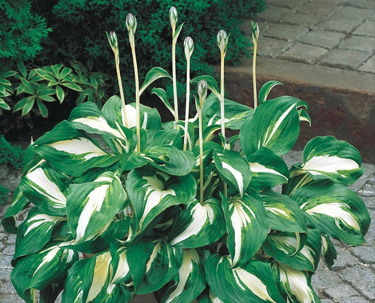 “ASTILBE WHITE GLORY” ROOT/PLANT, Please Check Our Stores Other Items