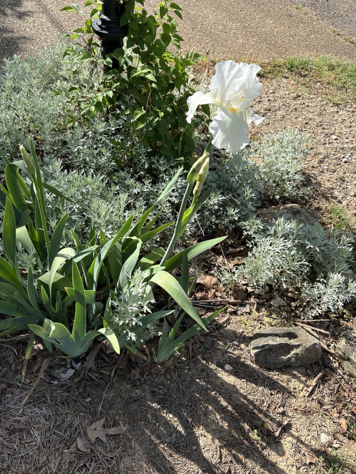 White Iris Bulbs, 5 Tall, Freshly Dug And Healthy