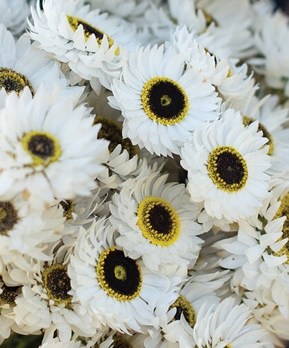 40 Helipterum Pierrot White Paper Daisy seeds