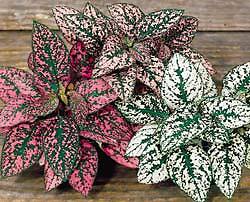 Hypoestes Splash Select Mix 500 seeds