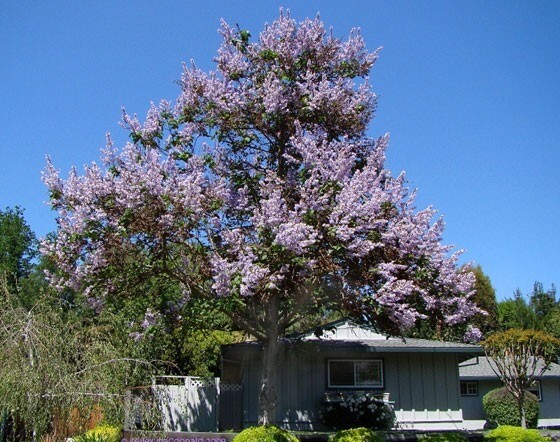 Paulownia Fortunei 200+ Seeds, Edible Flowering Princess Fodder Dragon Tree