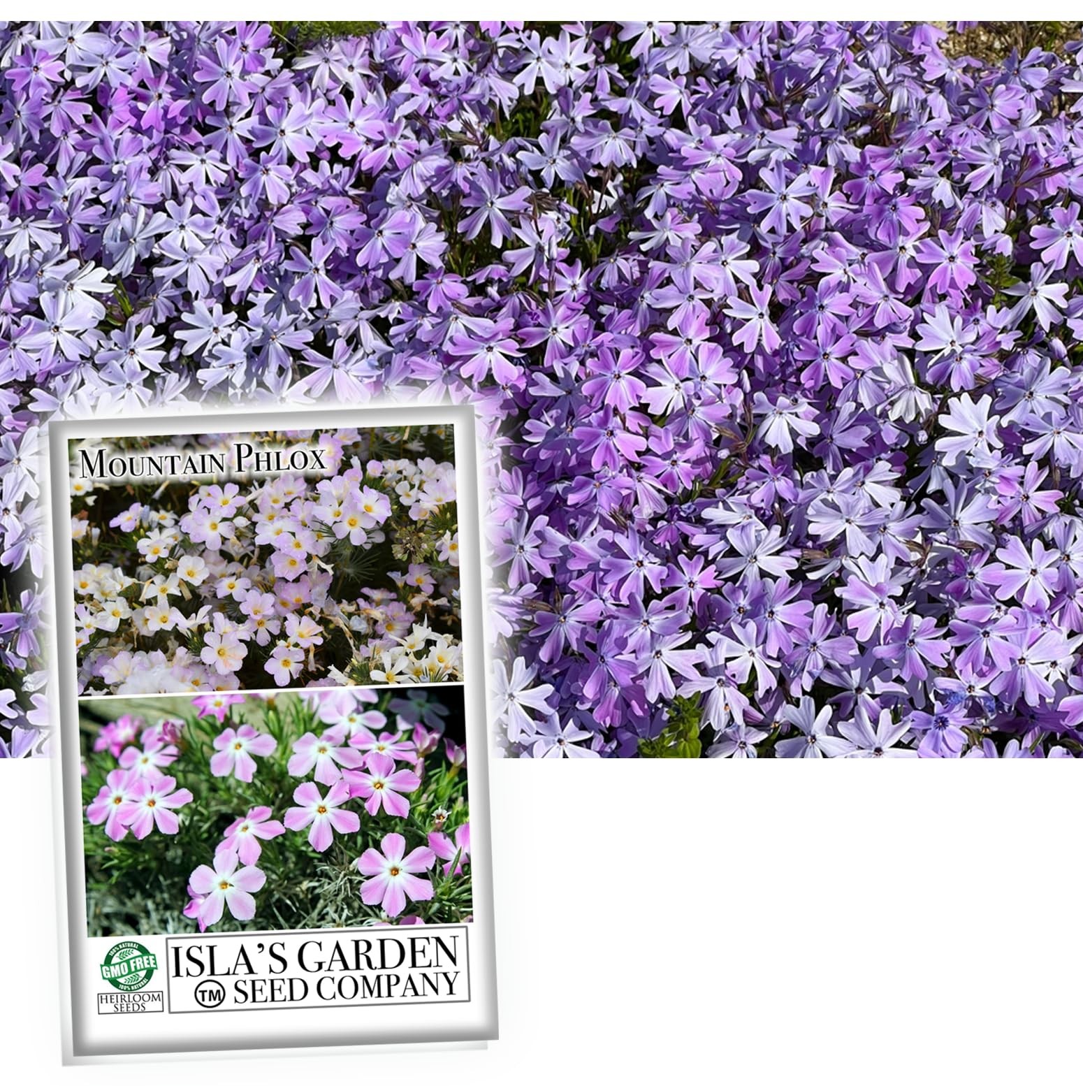 Mountain Phlox Flower Seeds, 1000+ Flower Seeds Per Packet, Non GMO & Heirloo…