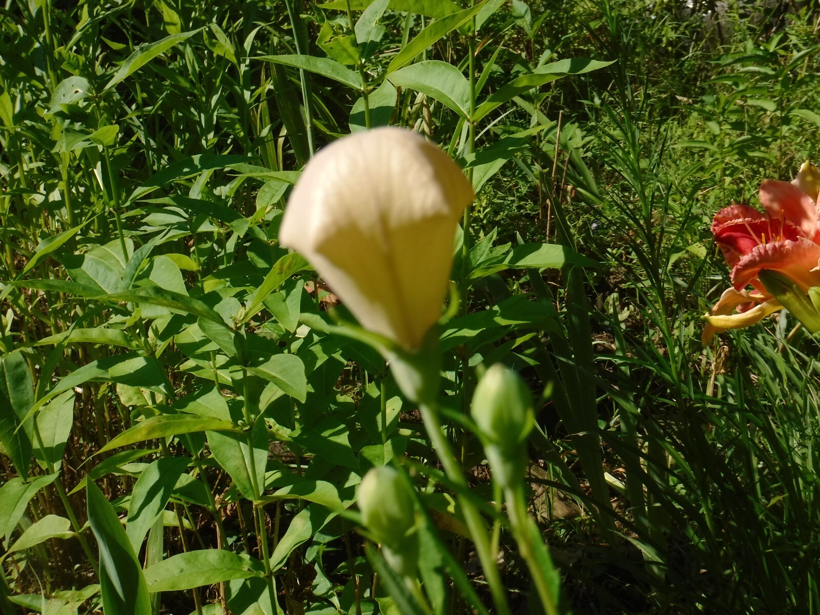 Platycodon grandiflorus, Balloon flower mix 35+ perennial seed