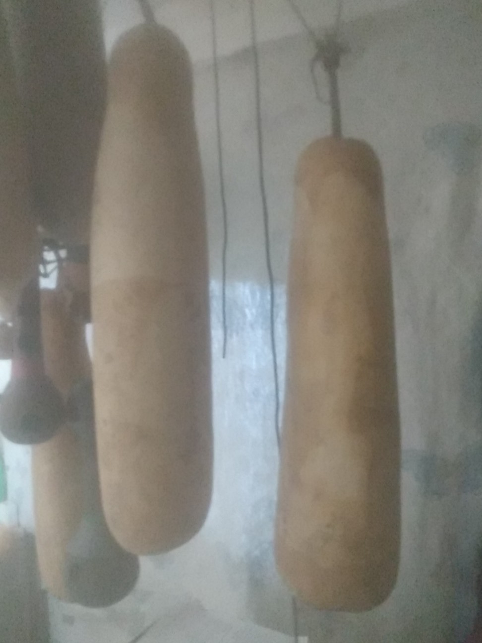 XL Bottle Gourd Nandini F1 Bangladeshi Deshi Lau 19″-23″ Long 5-6″ Wide