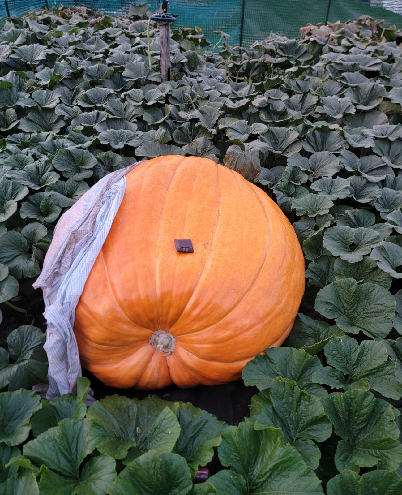 Dill’s Atlantic Giant seeds from 1546lb pumpkin 5 seeds per pack Giant Pumpkin