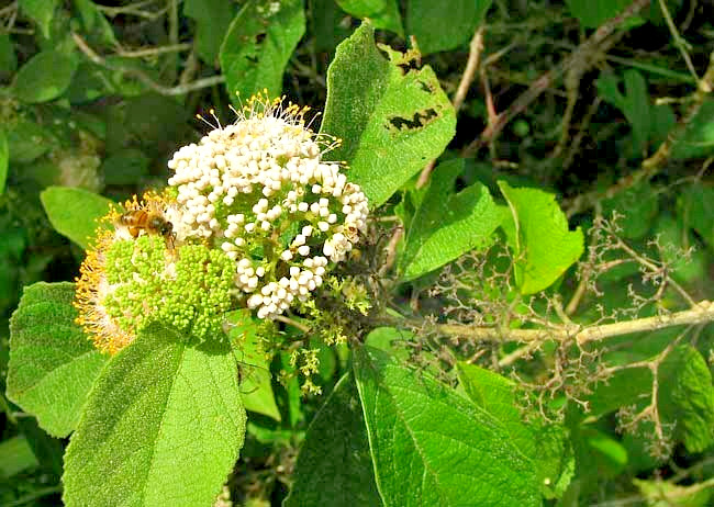 15 MEXICAN BEAUTYBERRRY SEEDS – Callicarpa acuminata