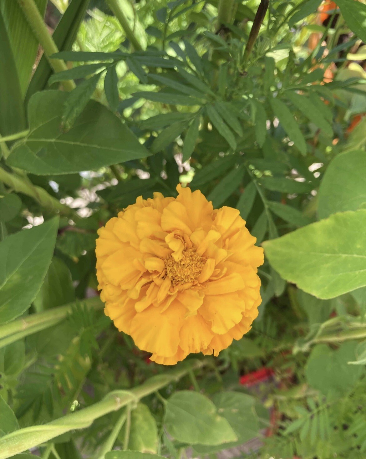 Marigold Seeds – 1 Cup – Fast-Growing & Easy to Care For! 🌼🌱