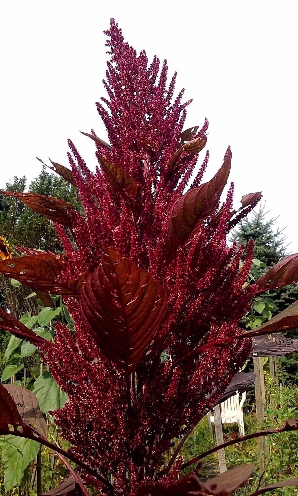 Hopi Red Dye Amaranth 50 Seeds HEIRLOOM Comb. S/H SEE OUR STORE