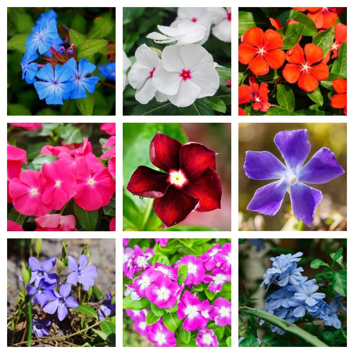 Periwinkle Flower Seeds for Planting – 1000+ Mixed Vinca Colors, Non-GMO