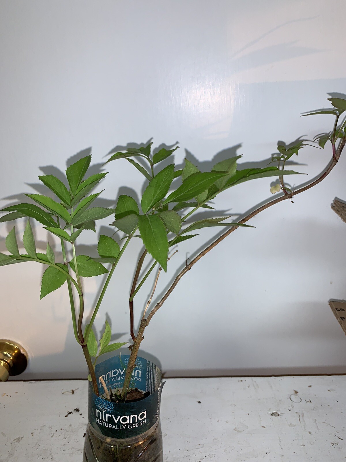 One live rooted plant of Elderberry, Sambucus nigra, shipped bare root.