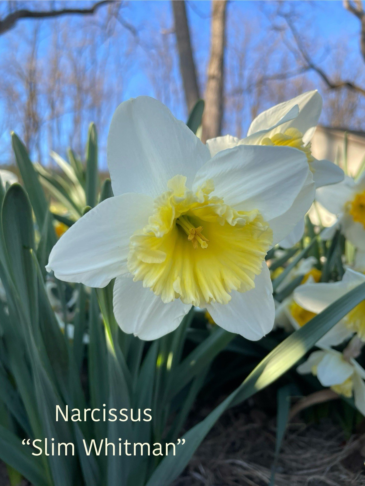 Daffodil Bulbs Narcissus Assorted Long lasting 20 Trumpet Daffodil Mix Bulb