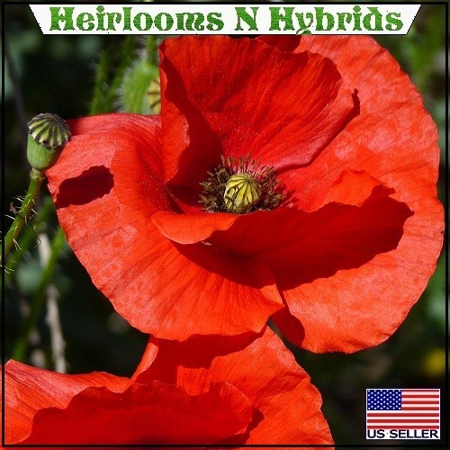 American Legion Poppy Seeds For Planting 5,000 – 20,000 Heirloom Non-GMO Seeds