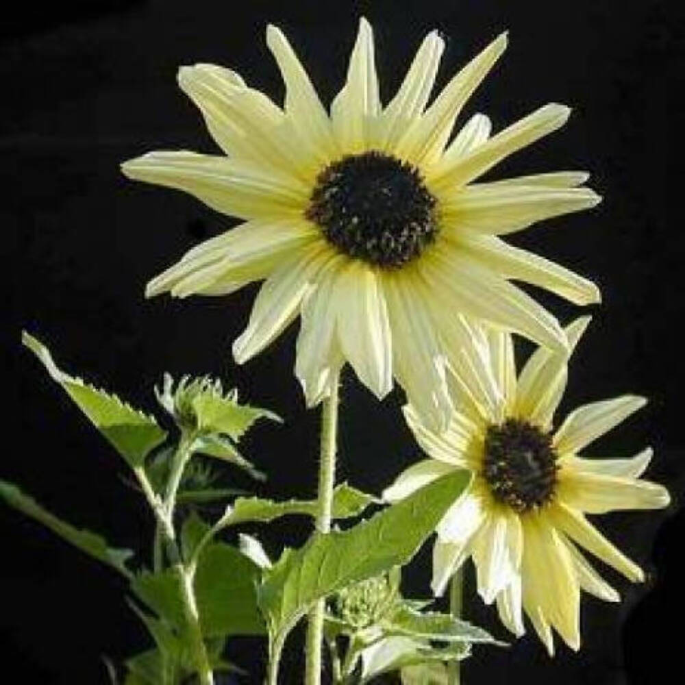 25 ITALIAN WHITE SUNFLOWER Helianthus Debilis Flower Seeds
