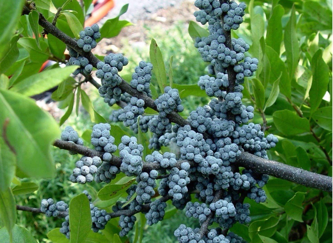 6-12” Tall Northern Bayberry plant 2 years old, Myrica pensylvanica