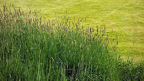 Timothy (Climax) 2,000 Seeds, Cover Crop, Hay Grass, Deer, Wildlife Food Plot Se