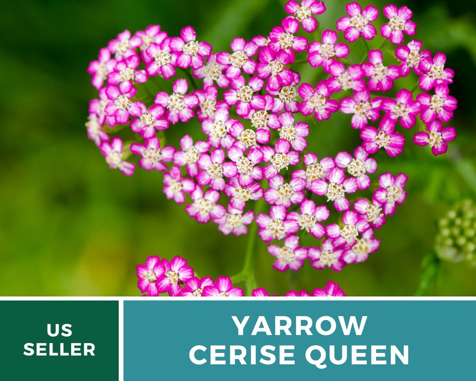 Yarrow, Cerise Queen – Heirloom Seeds – Medicinal Herb – Pollinator Friendly