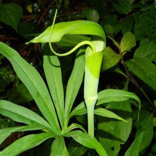 Arisaema Tortuosum Seeds ~ Whipcord Cobra Lily ~ Exotic Plants ~ Garden ~ Grow