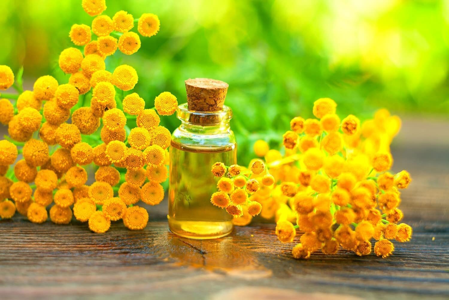Tansy Herb Seeds for Planting (200 Seeds) – Excellent Cut Flower, Used for Essen