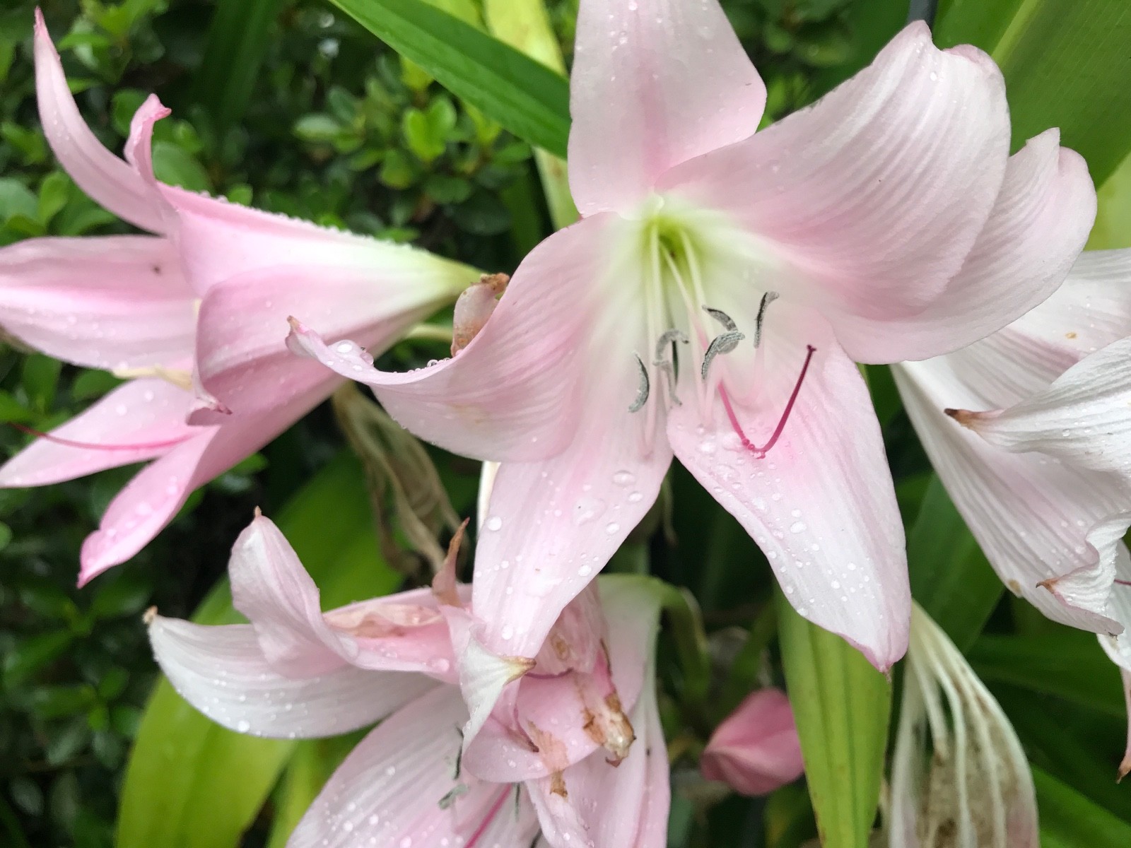 PINK CRINUM LILY BULBS-Belladonna-(Amaryllis),2 bulbs 2+ INCH Size.