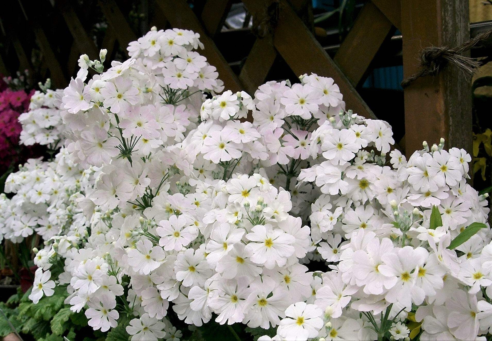 100 Mixed Colors FAIRY PRIMROSE Primula Malacoides Red Pink Purple Flower Seeds