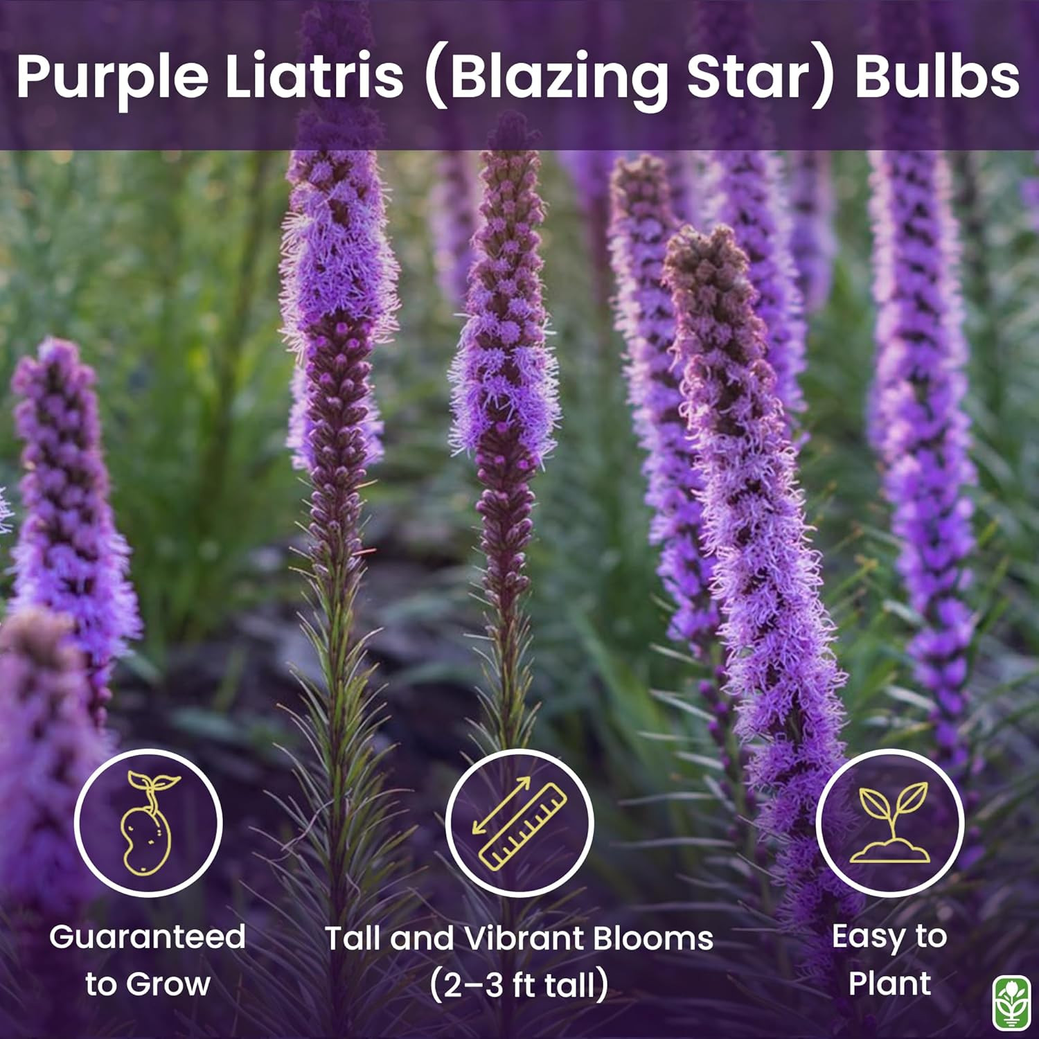 Purple Blazing Star – 5 Fresh Bulbs – Liatris Spicata Flower Bulb – Perennial Ga