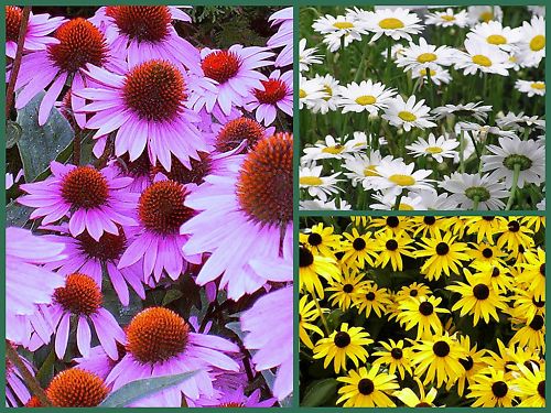 Daisy Seeds, Daisy Lovers Delight 3 Pack Special, Perennial Flower Seeds Non-Gmo
